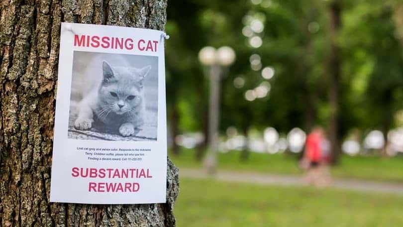 Leaflet with information about the missing cat