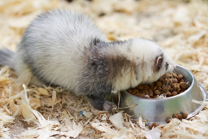 Light gray ferret eats from the trough for any purpose