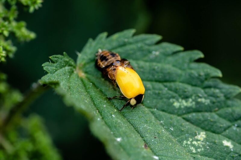 Lightning Bugs