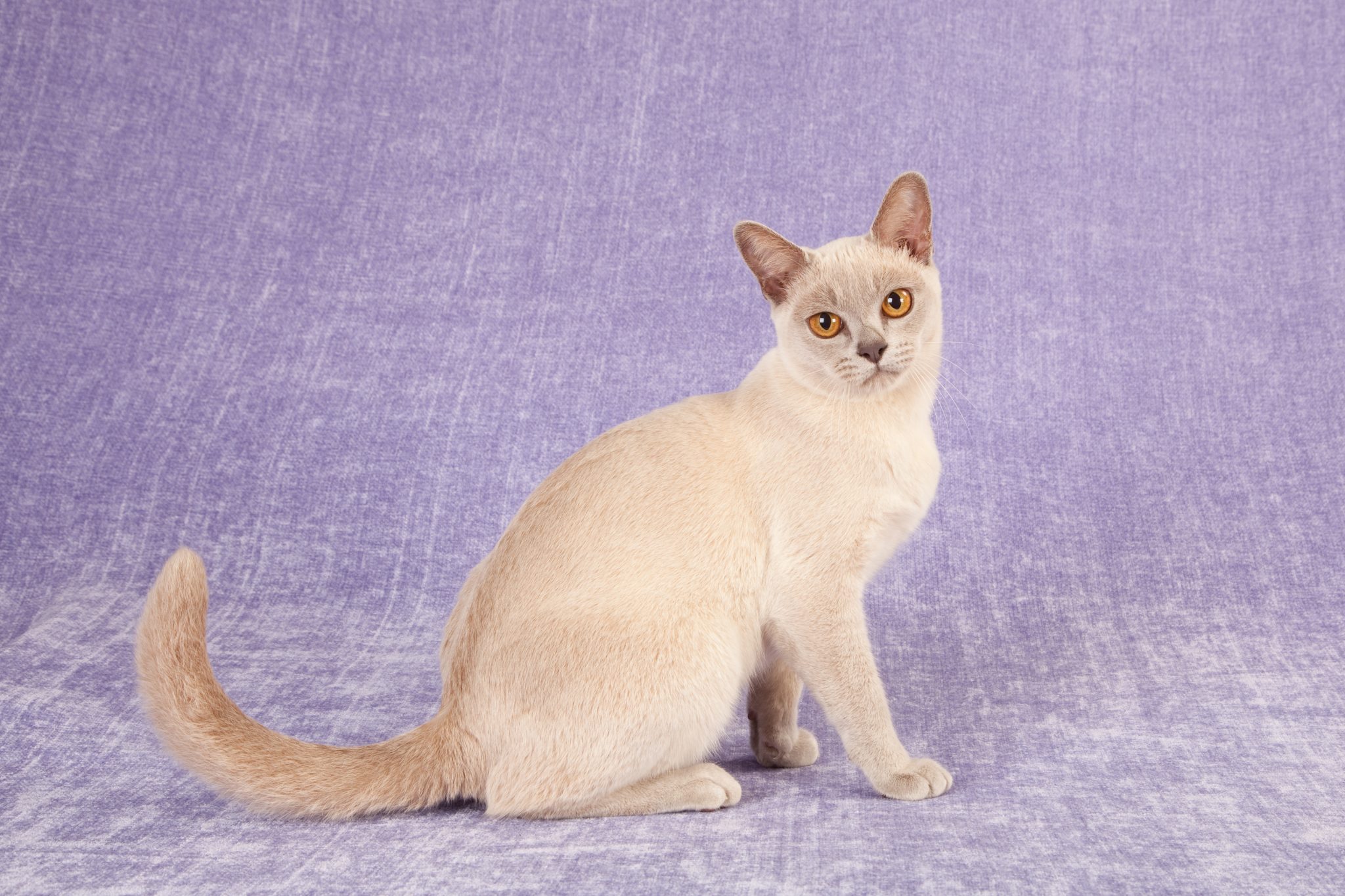 Lilac Burmese on lilac purple background