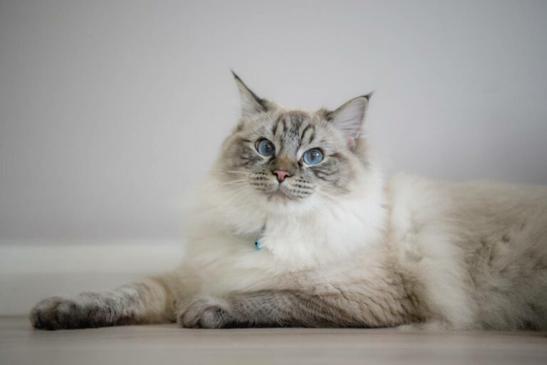 Short Hair Ragdoll Cats – Does This Breed Exist? Facts & FAQ - Catster
