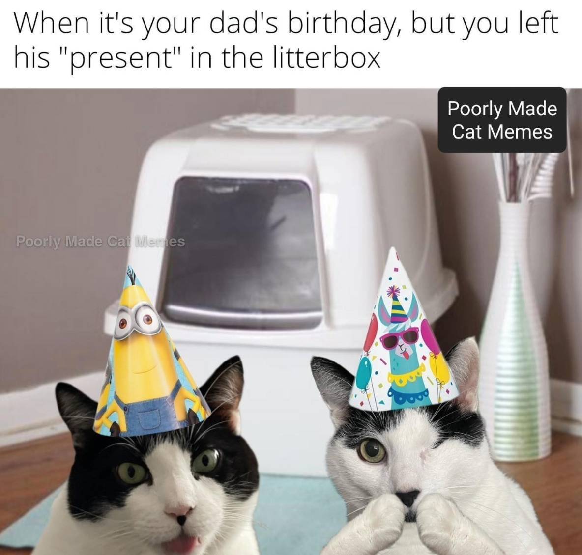Litter Box Present