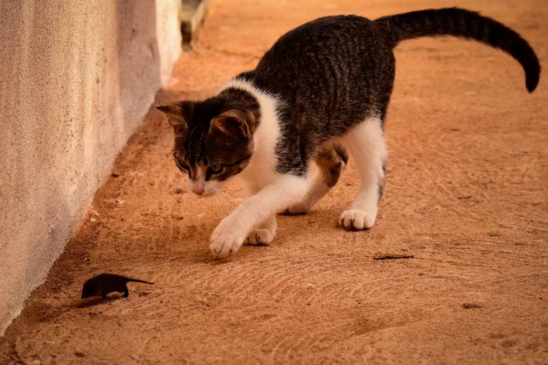 Little cat chasing mouse