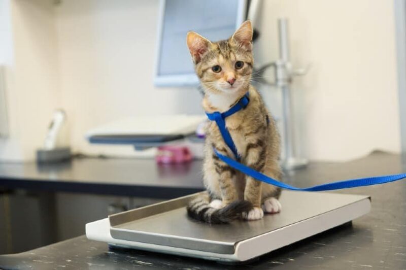 Little kitten on weight scale