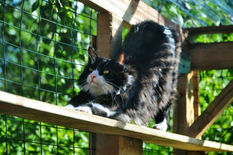 Long haired fierce looking black and white cat in a DIY cat patio