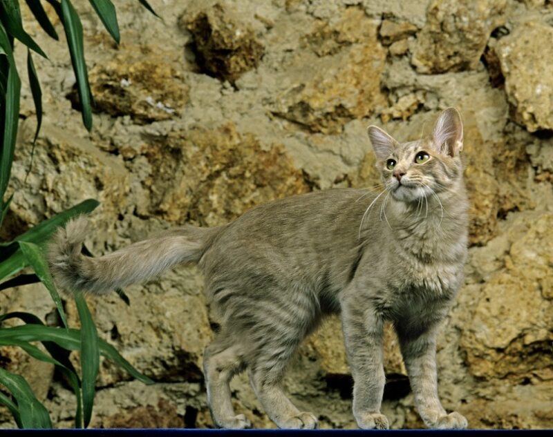 Longhair Oriental Domestic Cat