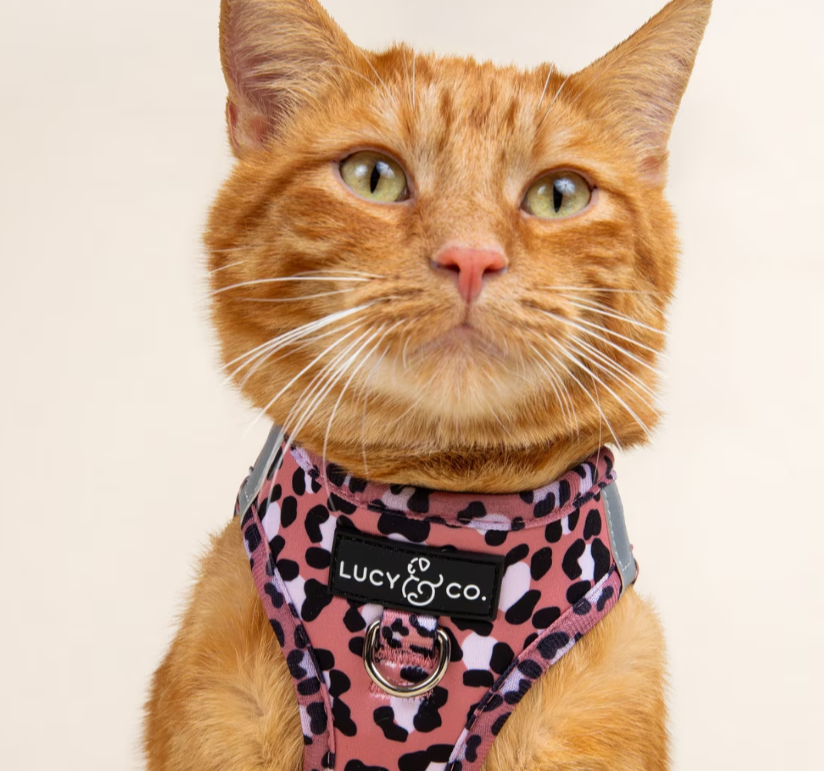Lucy & Co Wild Side Step-In Cat Harn