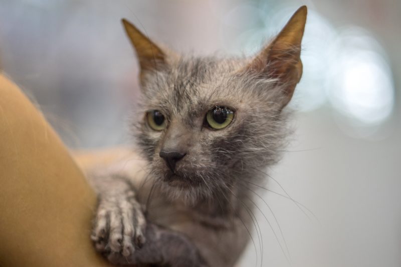Lykoi cat werewolf cat being help by owner