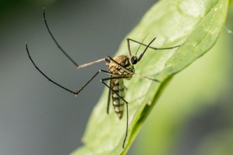 Macro photo of a mosquito on a leaf