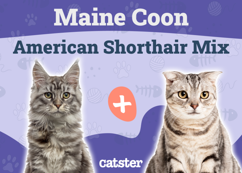 Maine Coon American Shorthair Mix