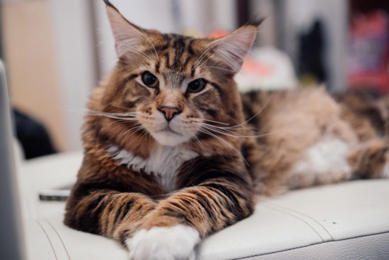 Maine Coon cat lying on the sofa