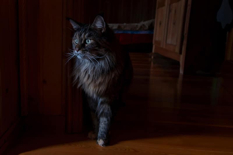 Maine Coon cat on dark