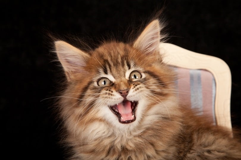 Maine Coon kitten chattering
