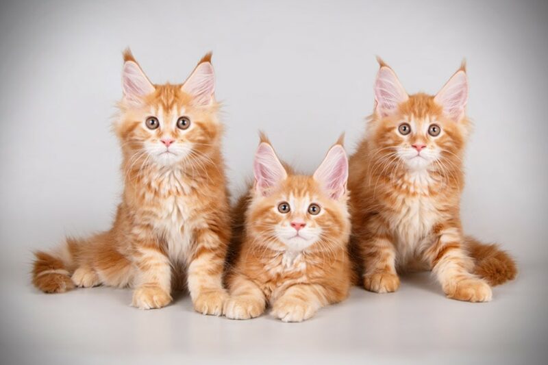 Maine Coon kitten in grey background