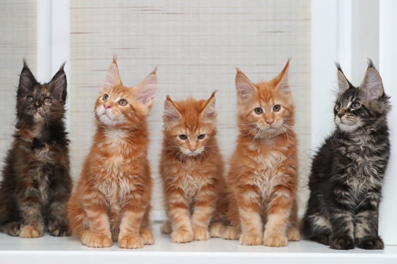 Kittens for sale best sale dfw