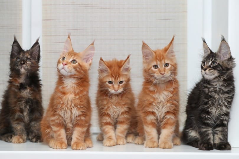 Maine Coon kitten sitting on the windowsill