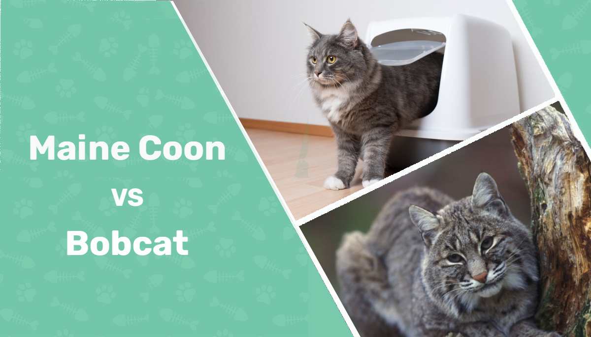 Maine Coon vs Bobcat