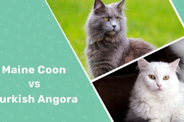 Maine Coon vs Turkish Angora