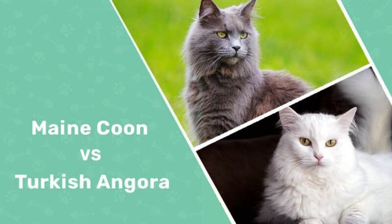 Maine Coon vs Turkish Angora