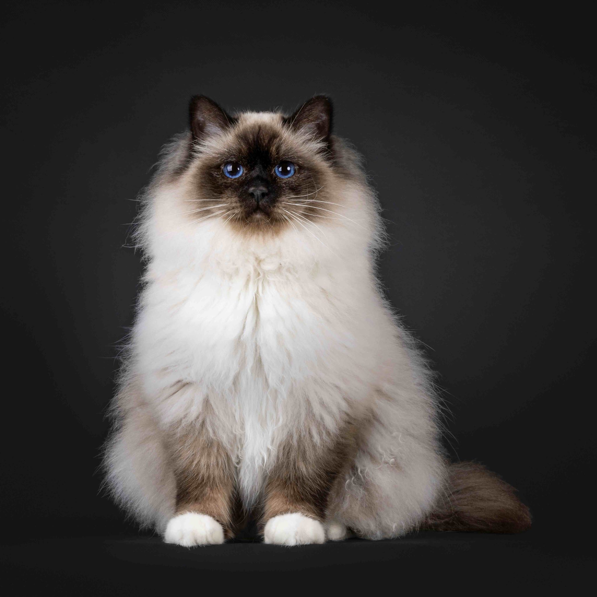 Majestic adult seal point Sacred Birman cat, sitting up facing front. Looking towards camera with deep blue eyes. Isolated on a black background_Nynke van Holten_Shutterstock