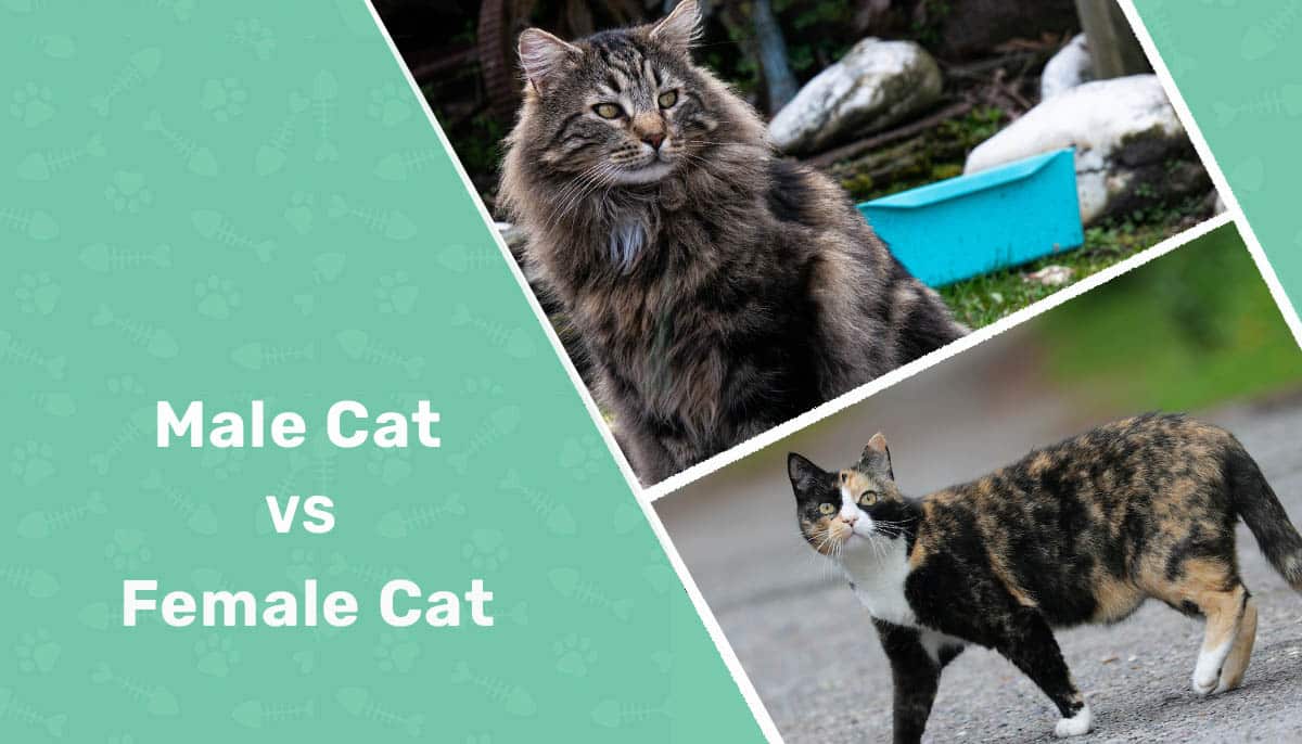 Male Cat vs Female Cat