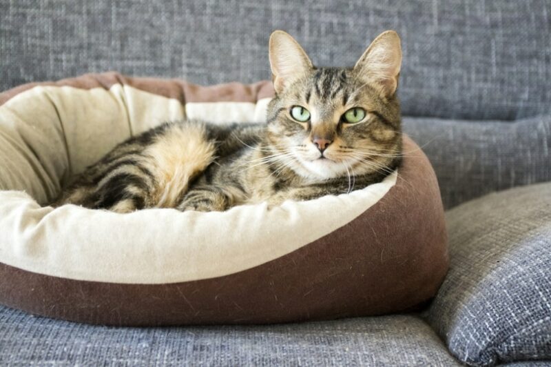 Male marble cat lying in cat bed