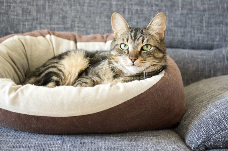 Male marble cat with clever stern and serious expression on his face