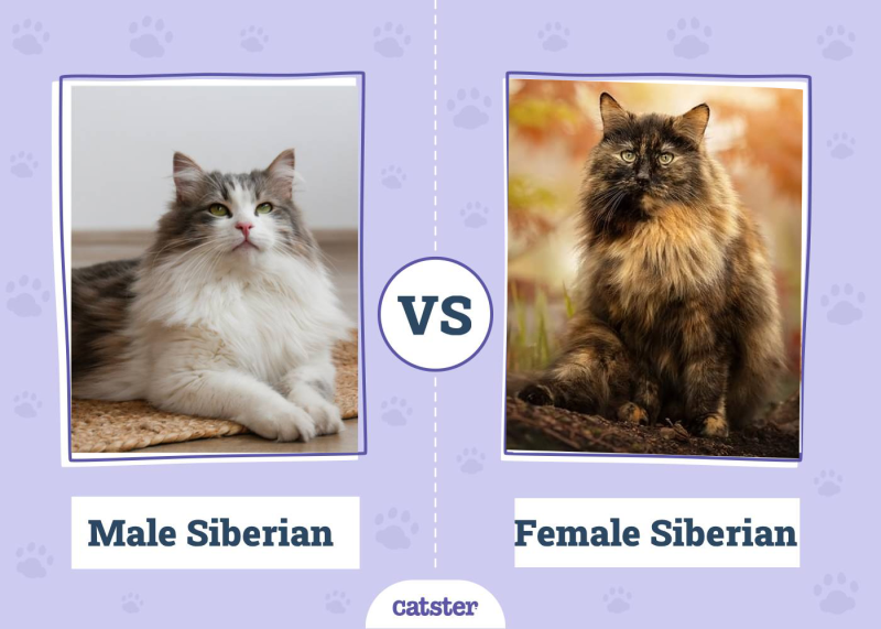 Male VS Female Siberian
