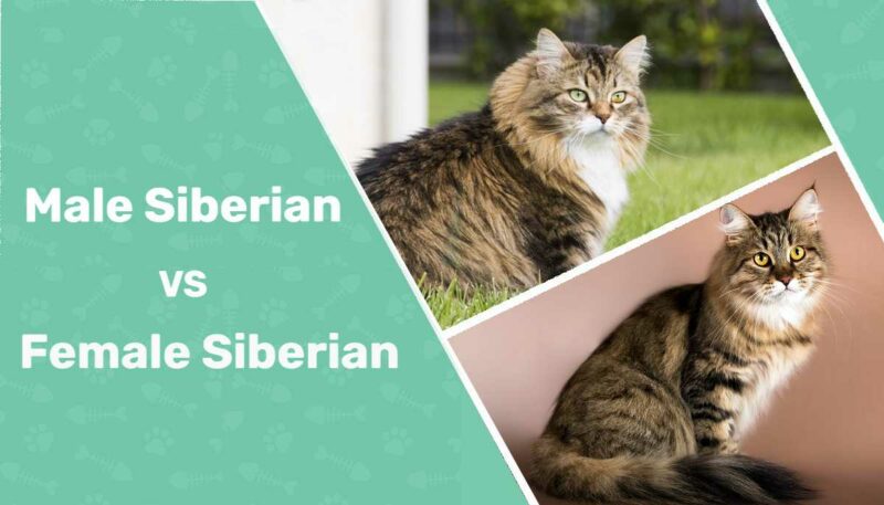 Male vs Female Siberian cat