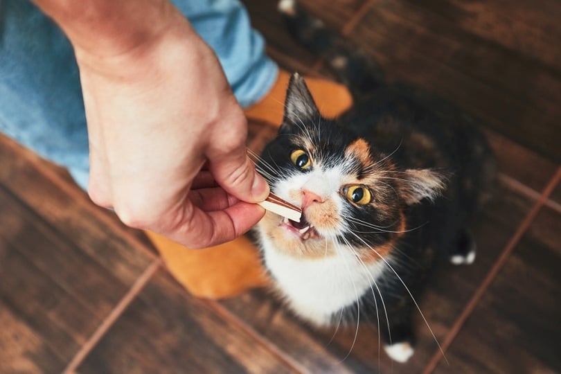 Man gives his cat meat snack