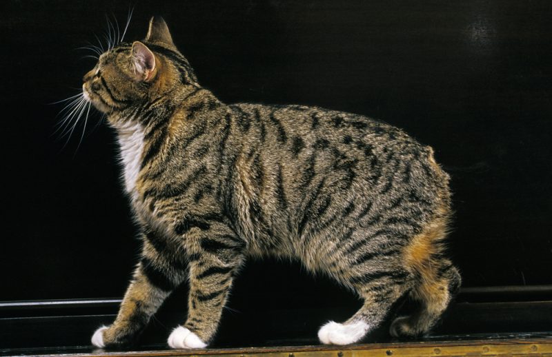 Manx Cat standing in a black background