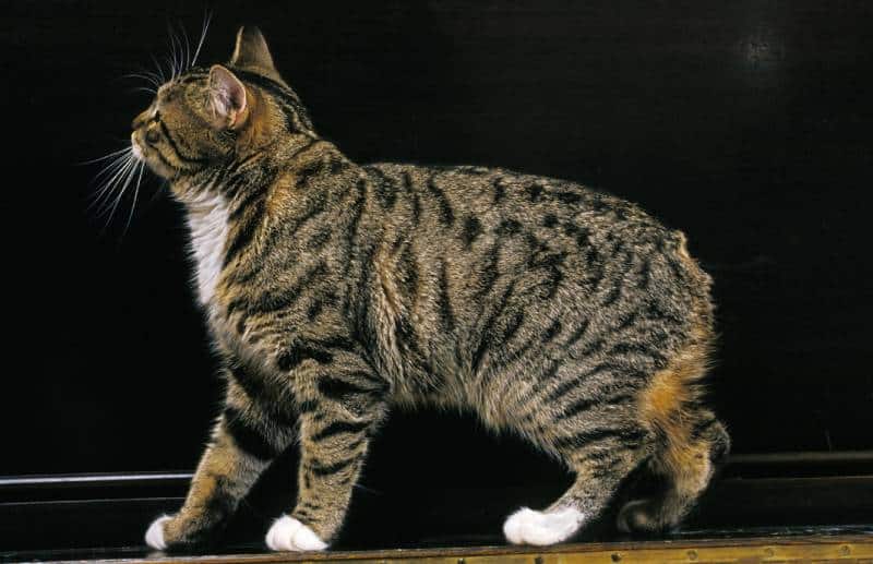 Manx Domestic Cat