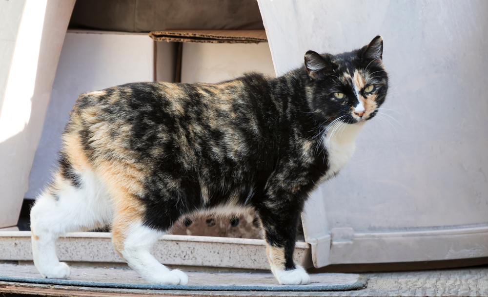 Manx calico cat no tail standing outside