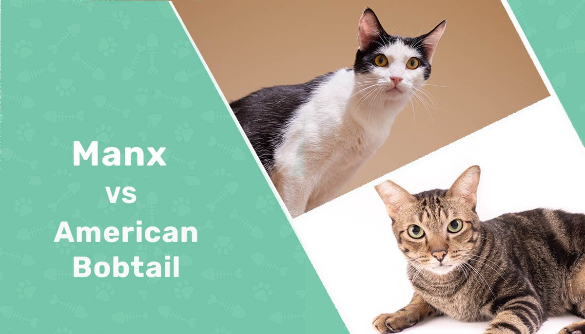 Manx vs American Bobtail