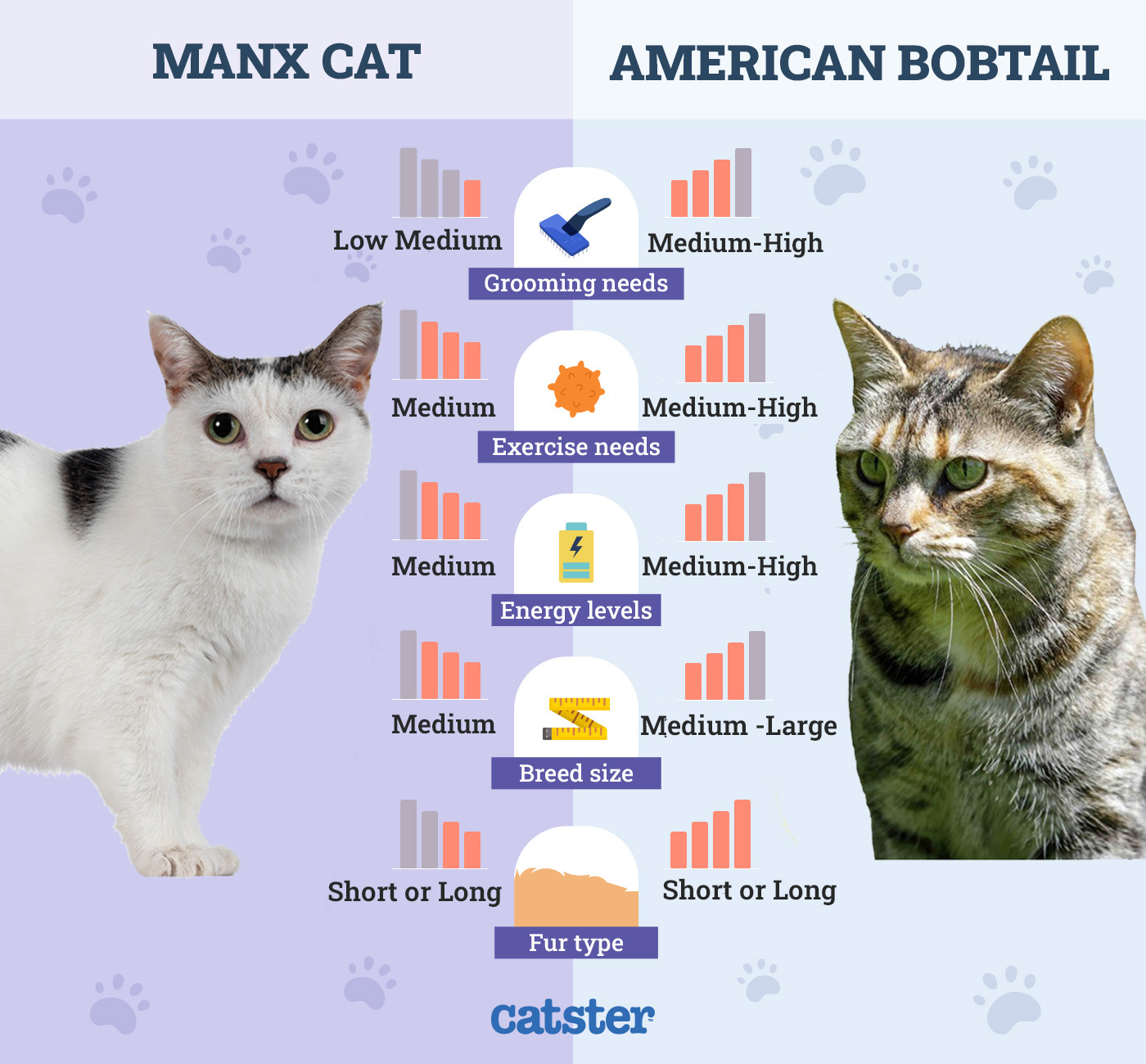 Manx vs Bobtail side by side 2026update