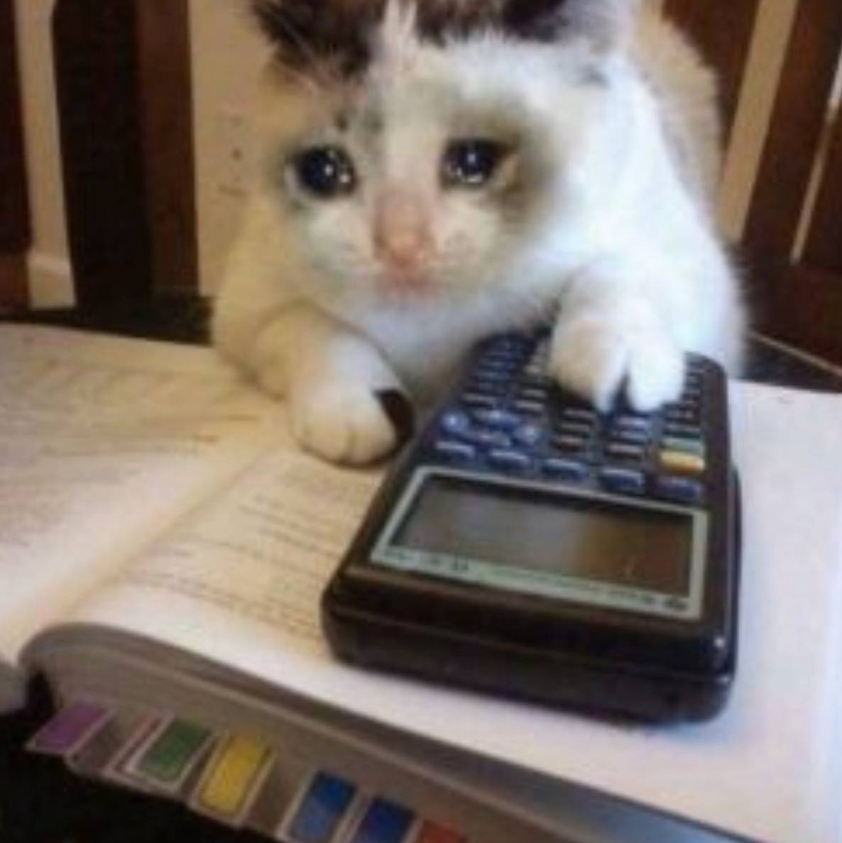 Math Homework Cat