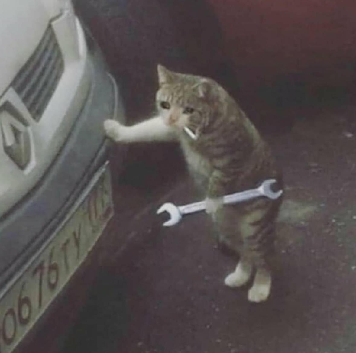 Mechanic Cat