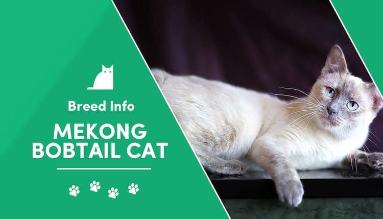 Mekong Bobtail Cat Breed Info
