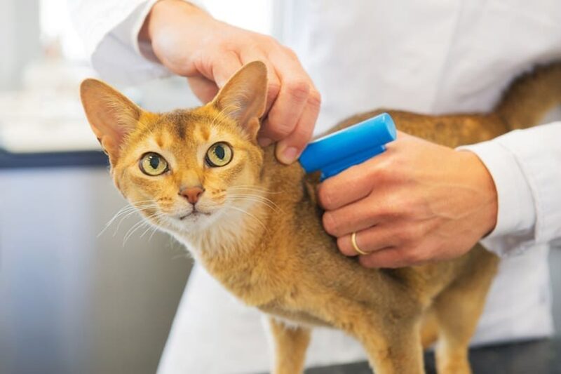 Avma microchip deals
