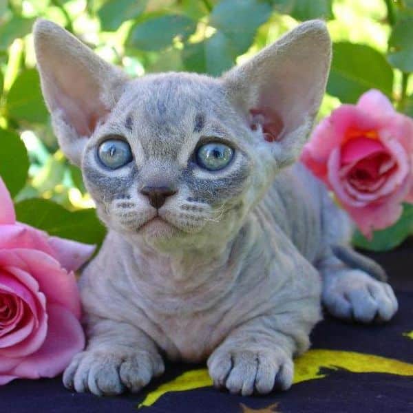 Minskin Kitten Female blue tabby color-pattern