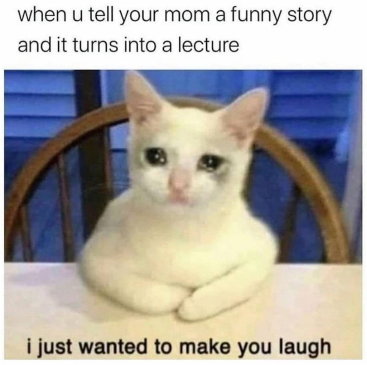 Mom's Lecture Cat
