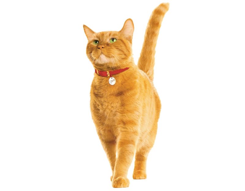 Morris the cat