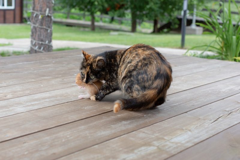 Mother cat carrying her newborn kitten outdoors