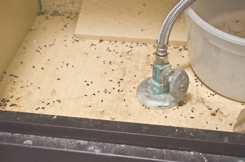 Mouse poop turds feces under a bathroom sink for pest control or home repairs