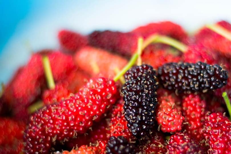 Is White Mulberry Poisonous?