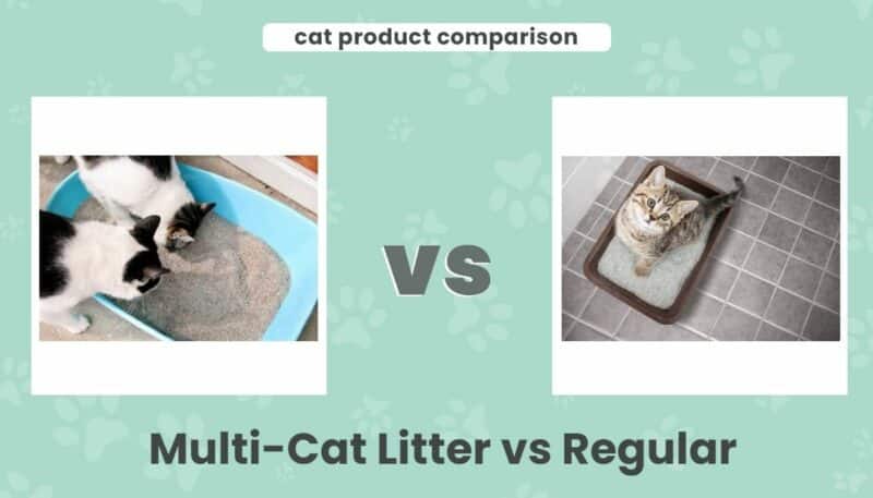 Multi cat litter vs regular EC