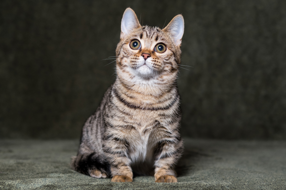 Munchkin Bengal Cat Mix