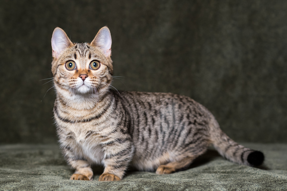 Munchkin Bengal Cat Mix