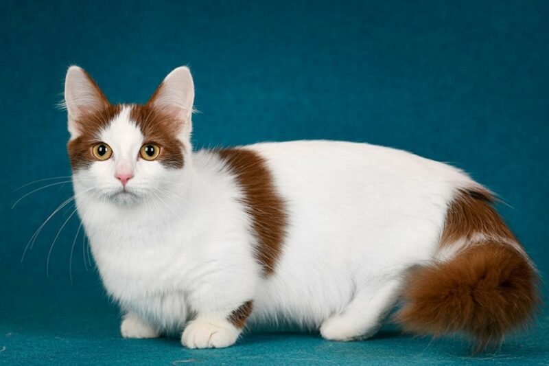 Munchkin-Cat