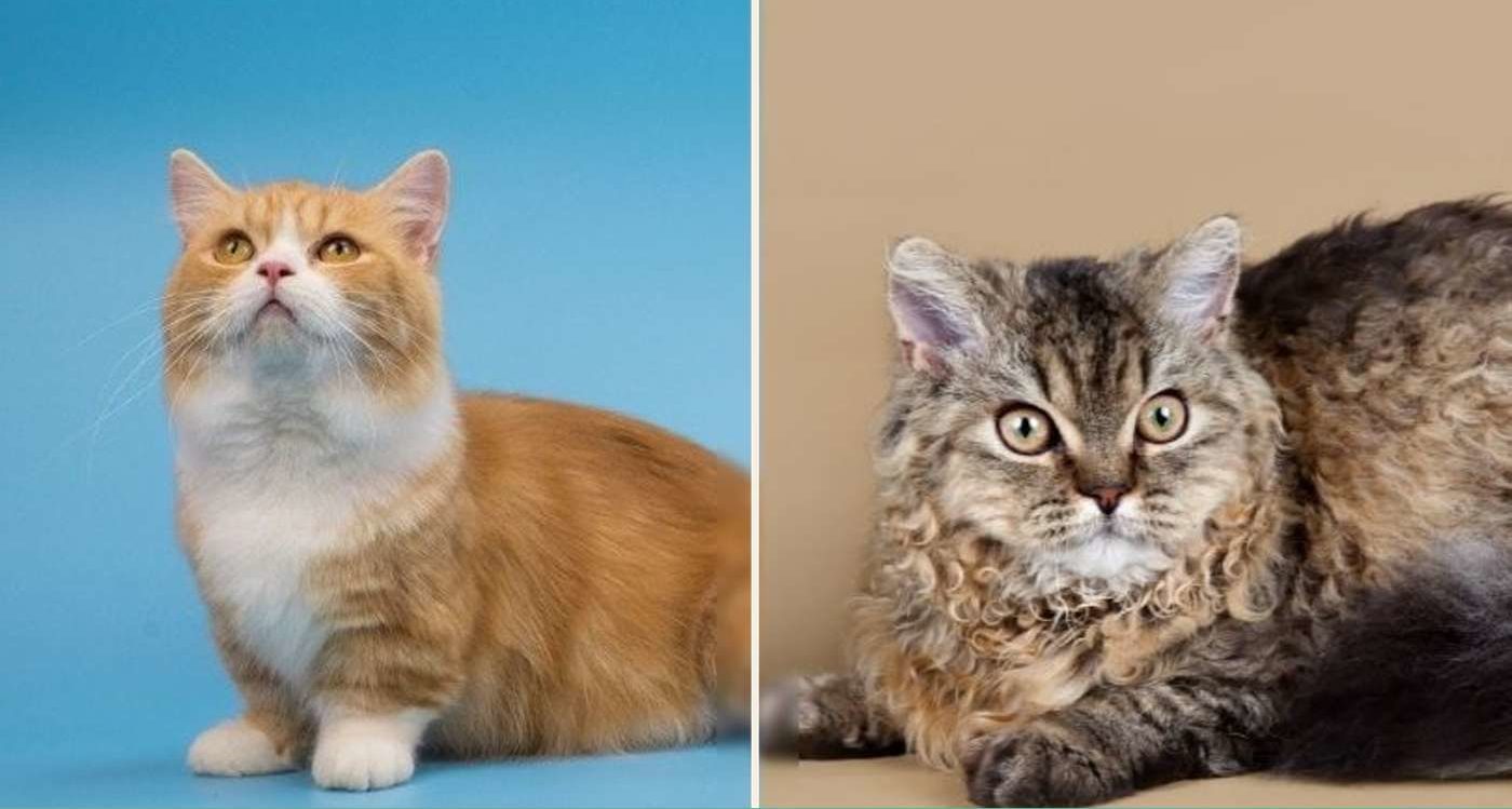 Munchkin and a Selkirk Rex